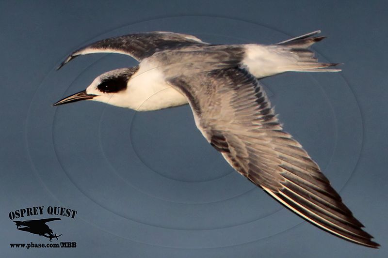 _MG_3820 Forsters Tern.jpg
