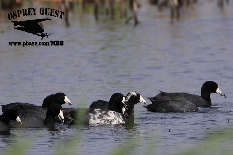 _MG_5719 American Coot - leucistic.jpg