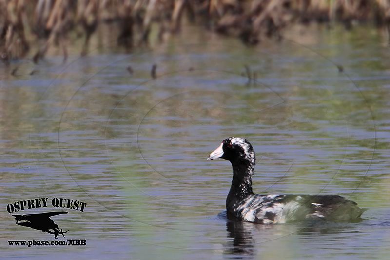 _MG_5763 American Coot - leucistic.jpg