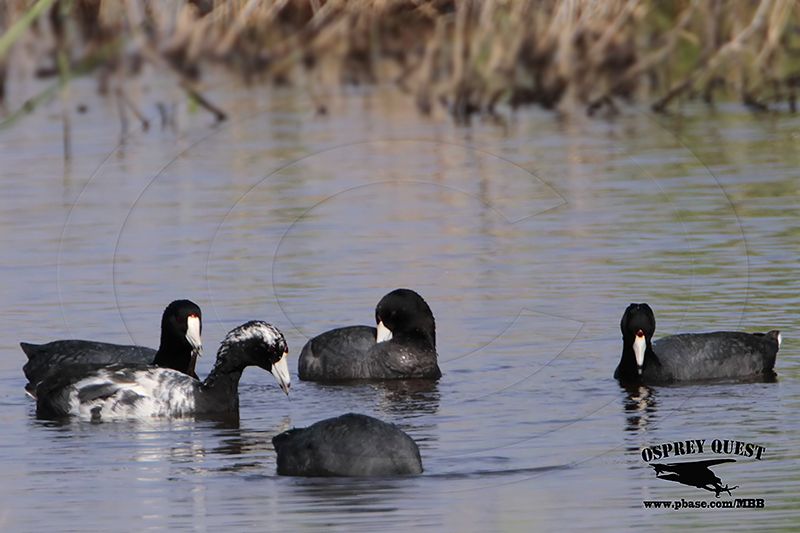 _MG_5934 American Coot - leucistic.jpg