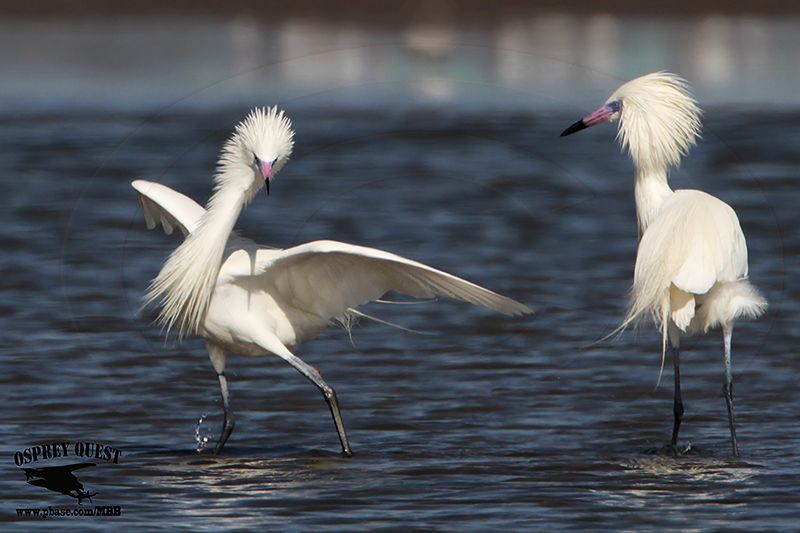 _MG_4836 Reddish Egret.jpg