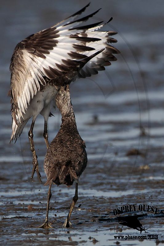 _MG_0652 Willet.jpg