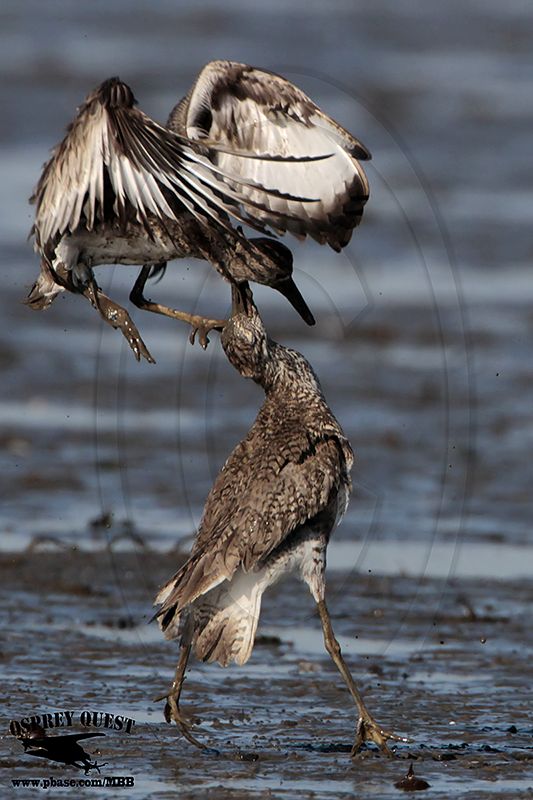 _MG_0677 Willet.jpg