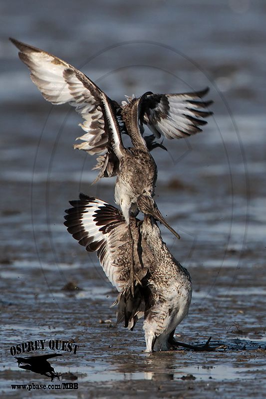 _MG_0681 Willet.jpg