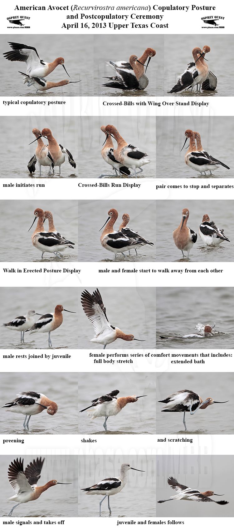 American Avocet Postcopulatory Ceremony.jpg