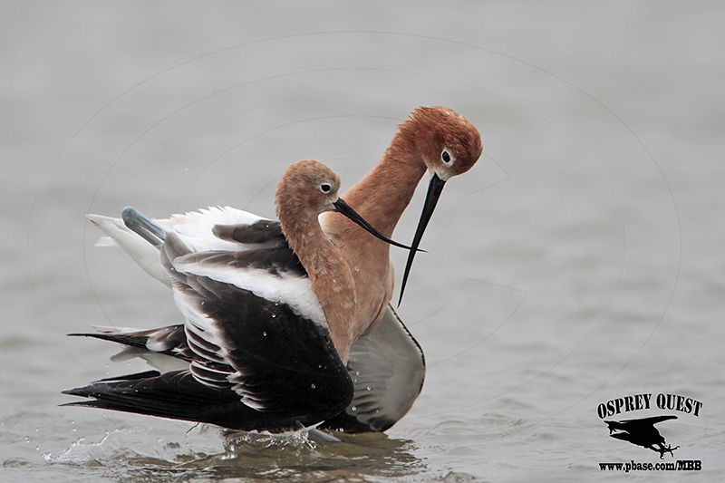 _MG_0668 American Avocet.jpg