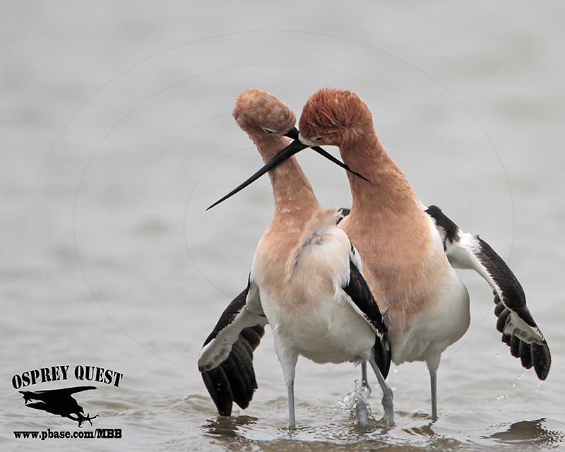 _MG_0674 American Avocet.jpg