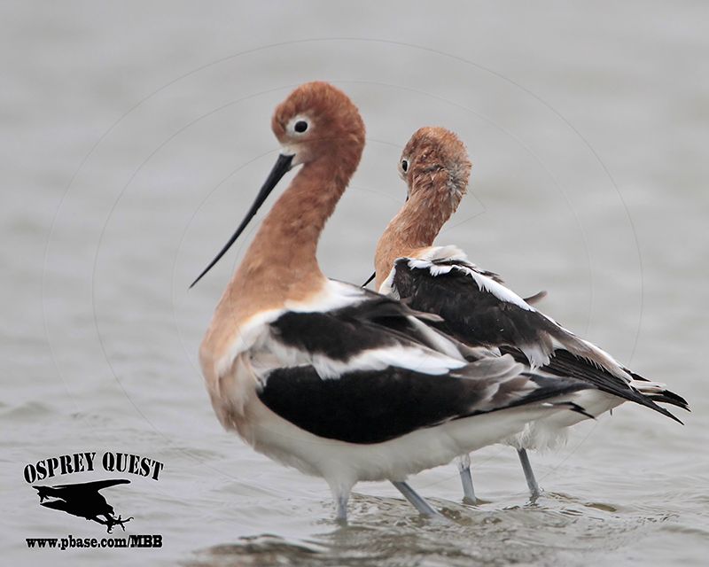 _MG_0683 American Avocet.jpg