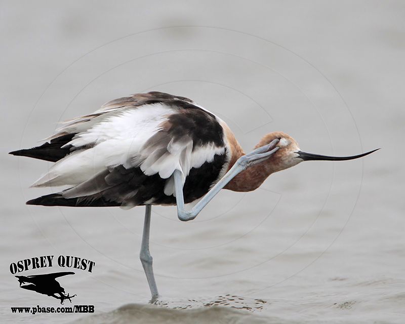 _MG_0938 American Avocet.jpg