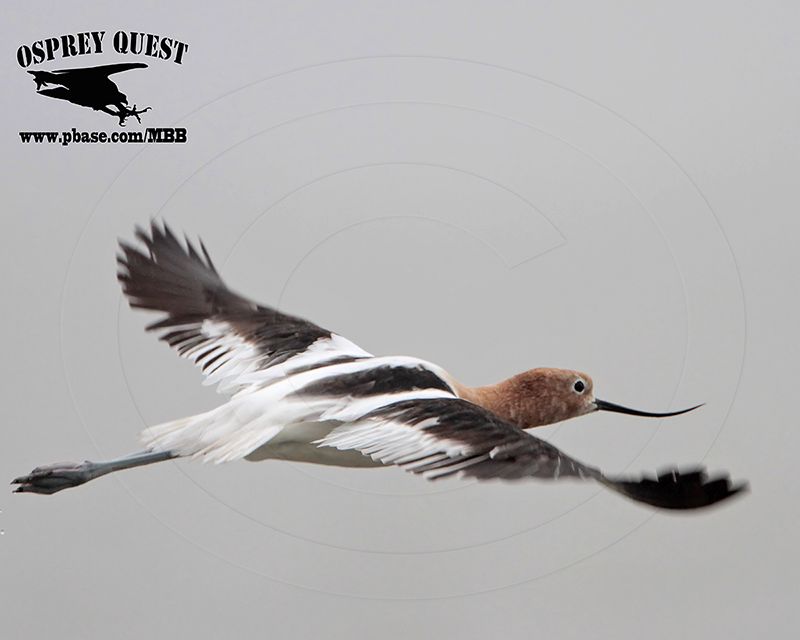 _MG_1057 American Avocet.jpg
