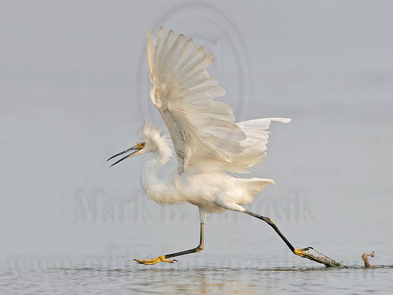 _MG_3027 Snowy Egret.jpg