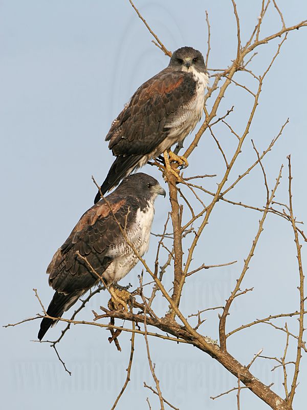 _MG_6491 White-tailed Hawk.jpg