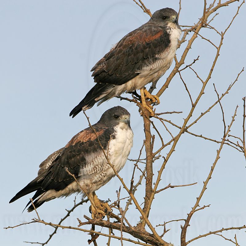 _MG_6503 White-tailed Hawk.jpg