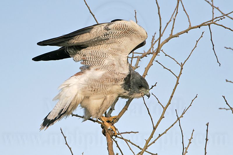 _MG_6523 White-tailed Hawk.jpg