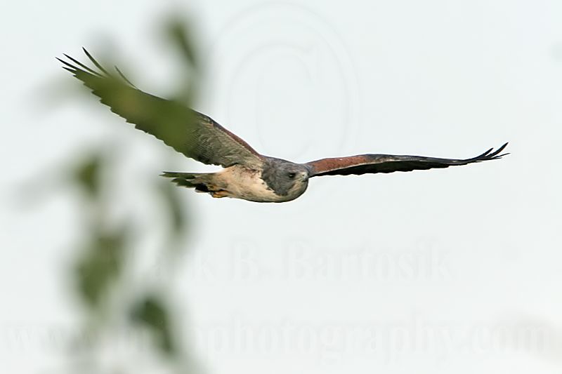 _MG_6712 White-tailed Hawk.jpg