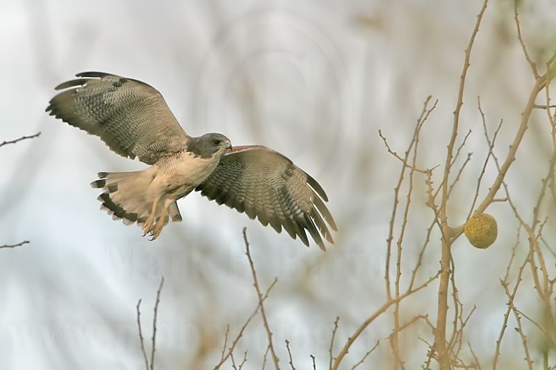 _MG_6717 White-tailed Hawk.jpg