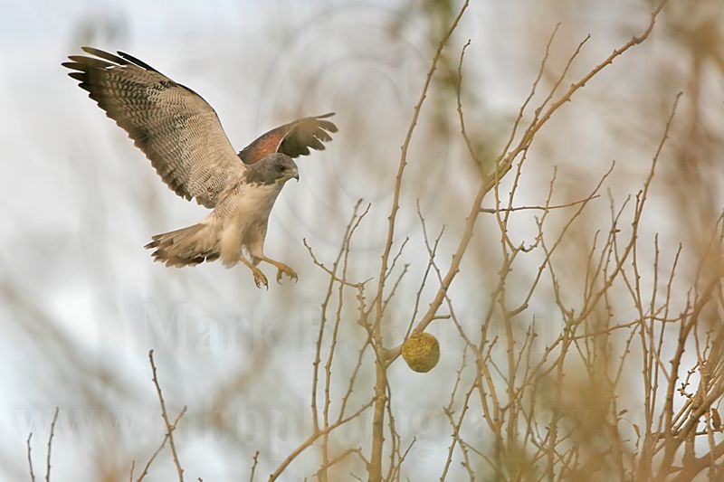 _MG_6718 White-tailed Hawk.jpg