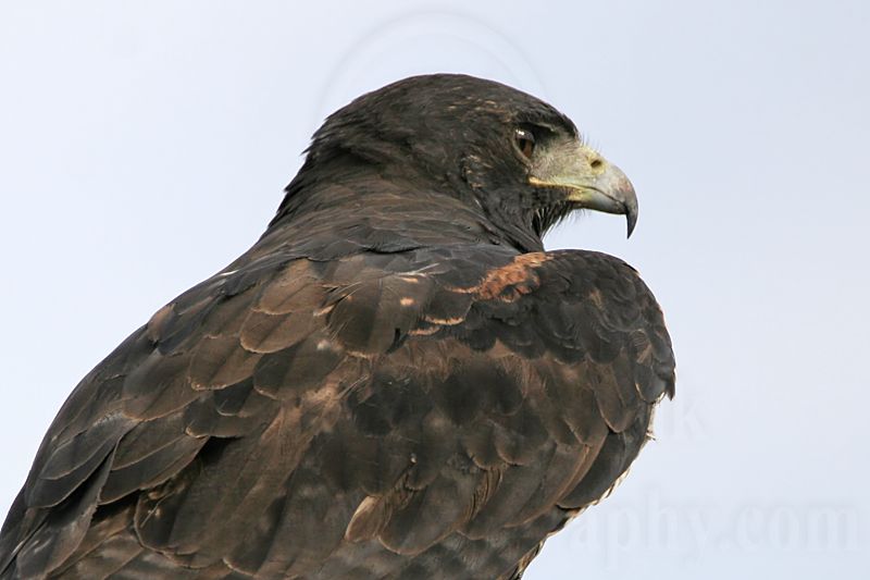 _MG_7008 White-tailed Hawk.jpg