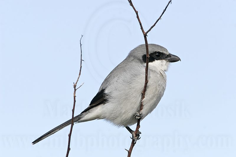 _MG_7150 Loggerhead Shrike.jpg