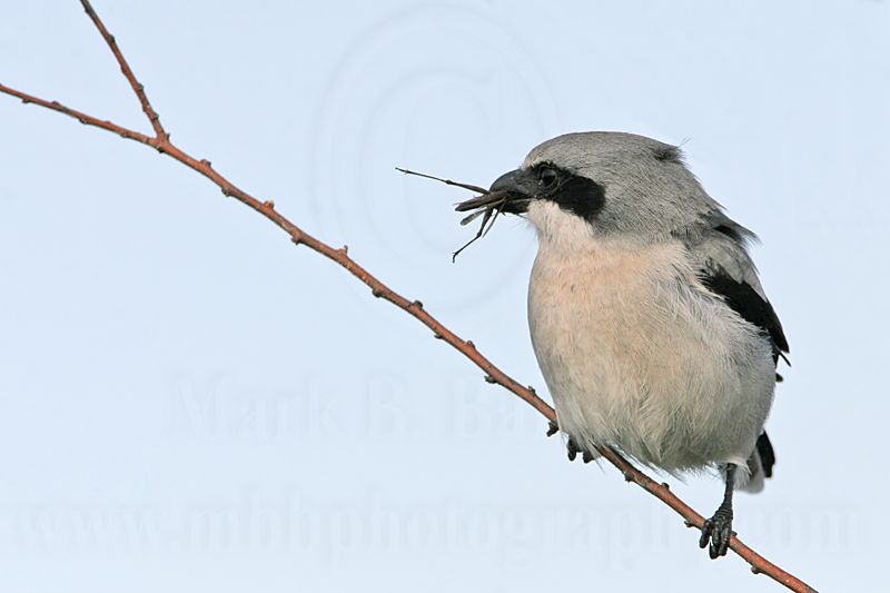 _MG_7206 Loggerhead Shrike.jpg