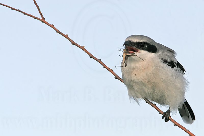 _MG_7210 Loggerhead Shrike.jpg