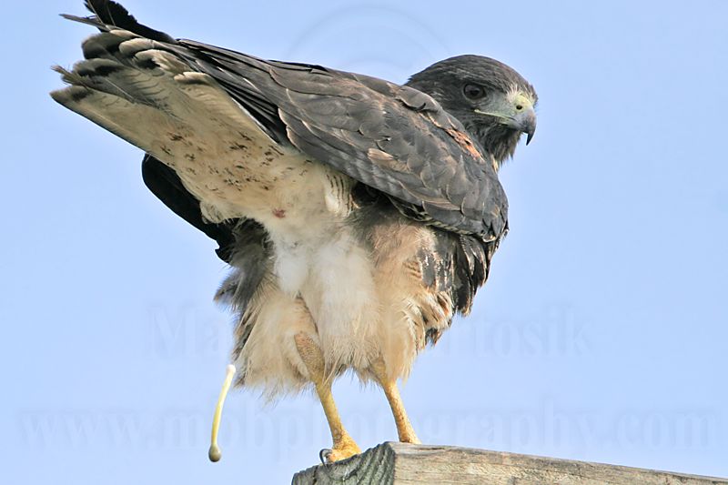 _MG_6996 White-tailed Hawk.jpg
