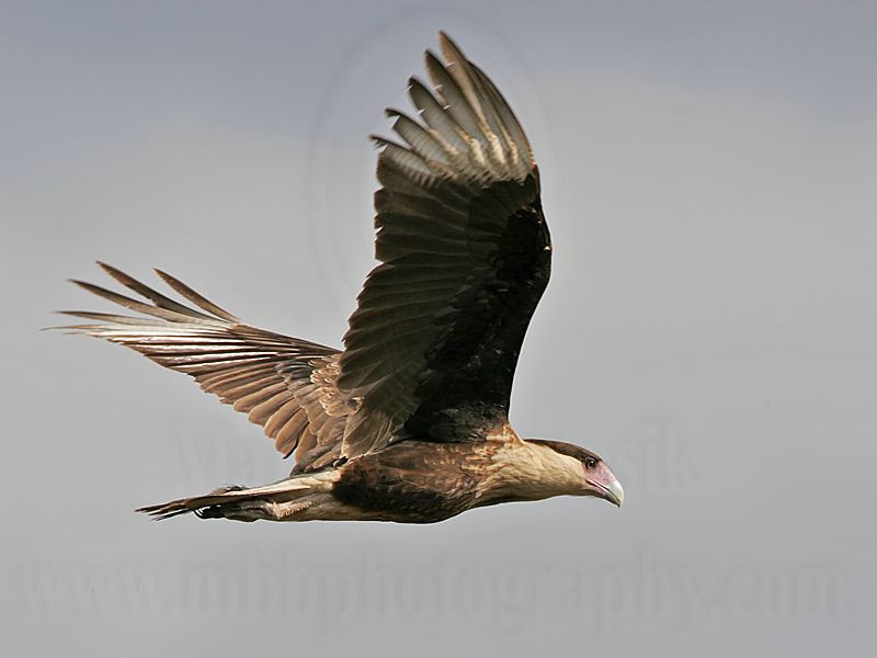 _MG_7238 Crested Caracara.jpg