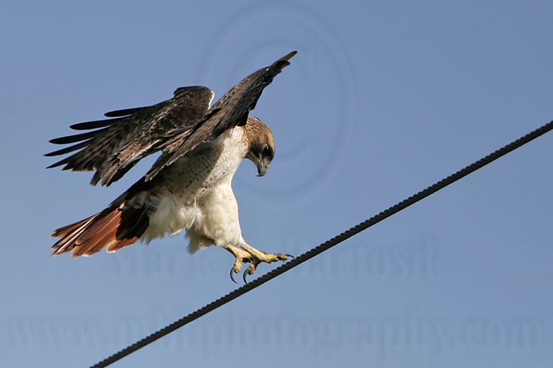 _MG_8095 Red-tailed Hawk.jpg