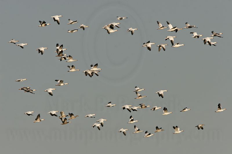 _MG_6147 Snow Goose.jpg