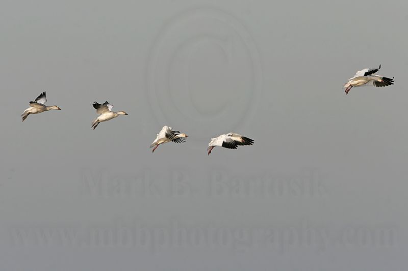 _MG_6289 Snow Goose.jpg