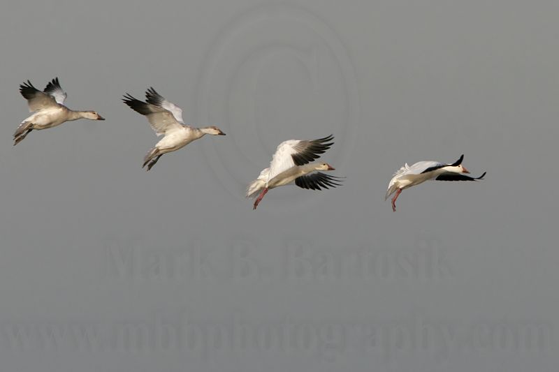 _MG_6290 Snow Goose.jpg