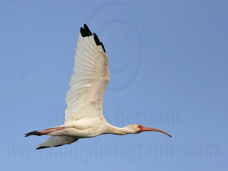 _MG_6908 White Ibis.jpg