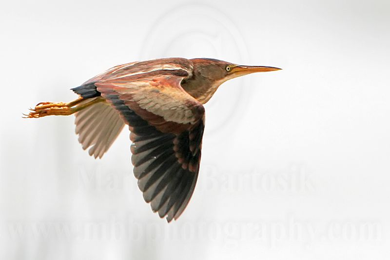 _MG_0772 Least Bittern.jpg