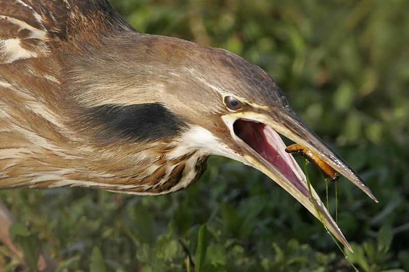 _MG_7443 American_Bittern.jpg