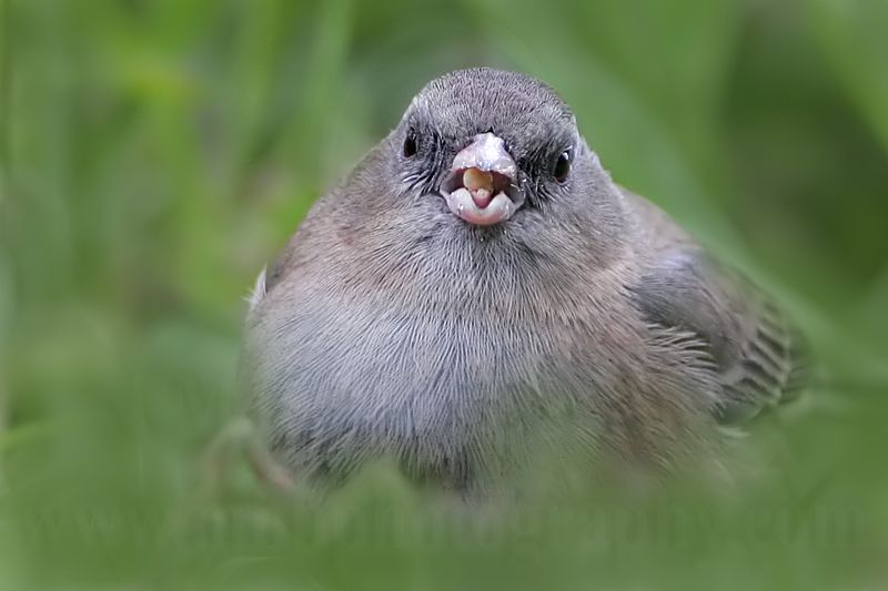 _MG_5639 Dark-eyed Junco.jpg