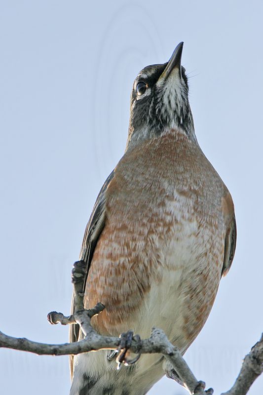 _MG_5194 American Robin.jpg