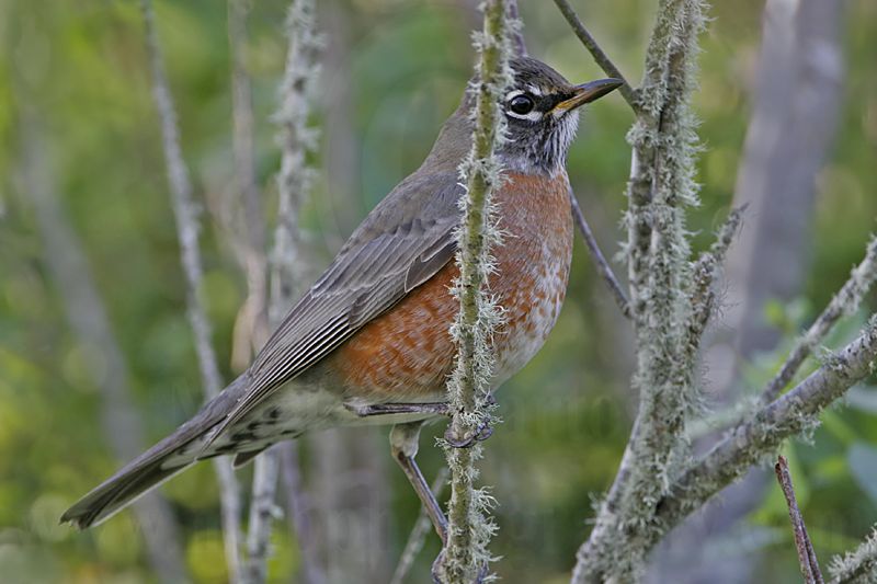 _MG_5210 American Robin.jpg