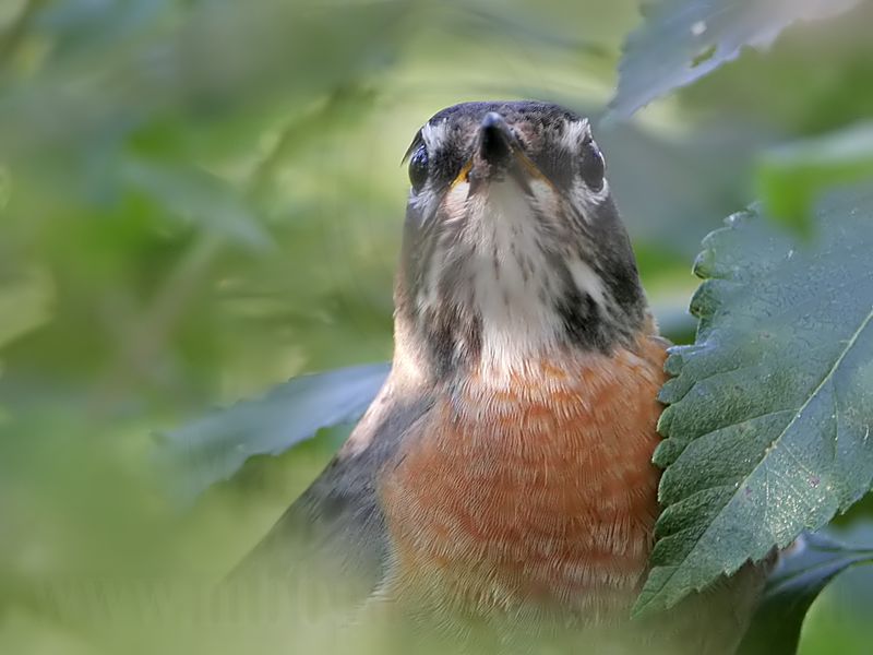 _MG_5233 American Robin.jpg