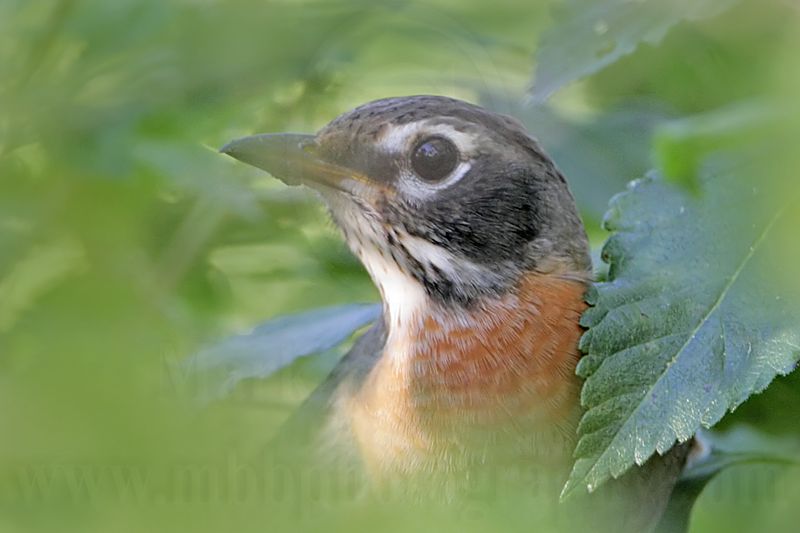 _MG_5237 American Robin.jpg