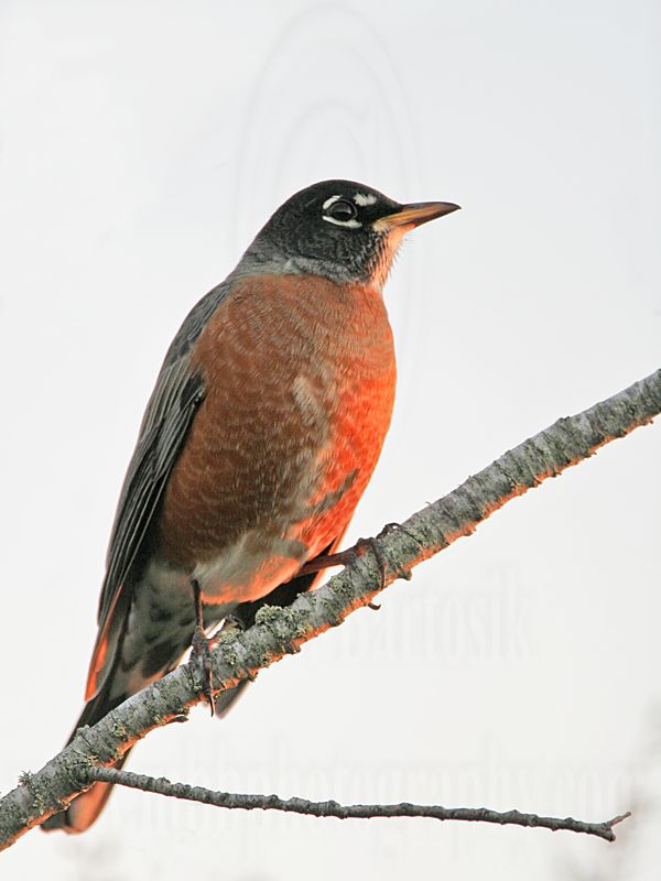 _MG_5939 American Robin.jpg