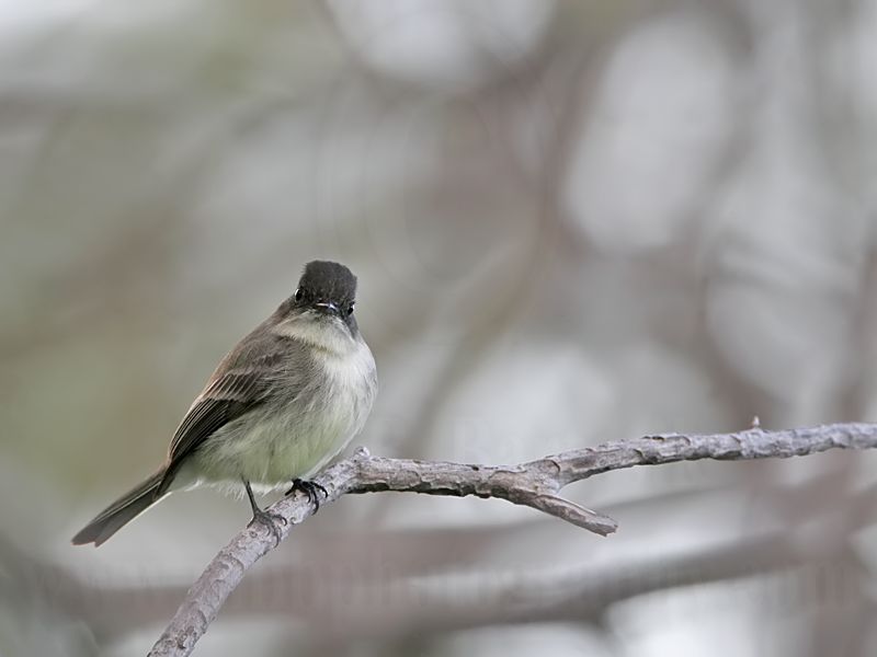 _MG_5358 Eastern Phoebe.jpg