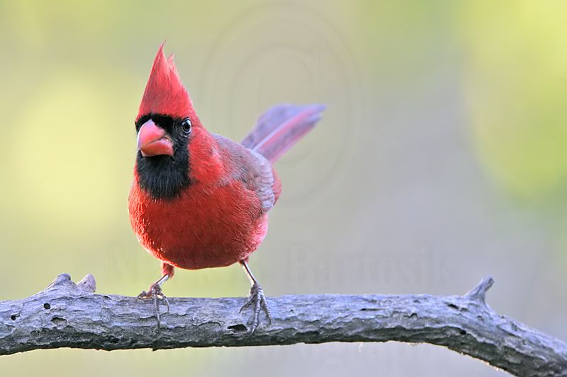 _MG_9309 Northern Cardinal.jpg