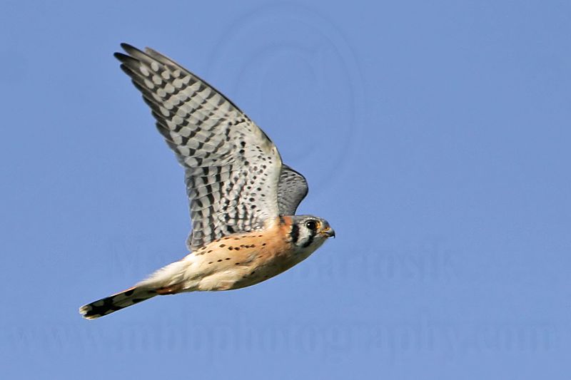 _MG_8750 American Kestrel.jpg