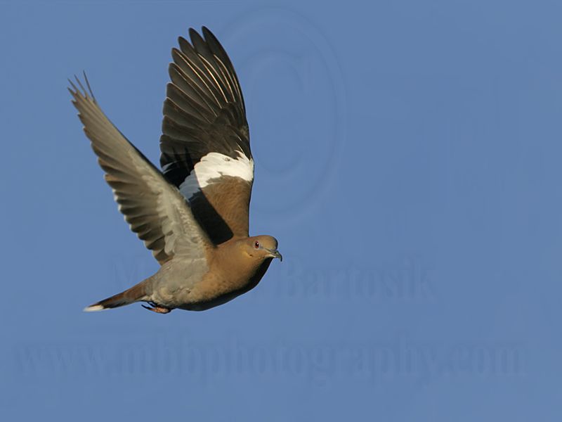 _MG_9430 White-winged Dove.jpg