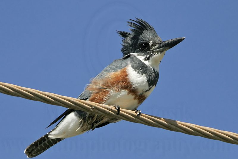 _MG_8206 Belted Kingfisher.jpg