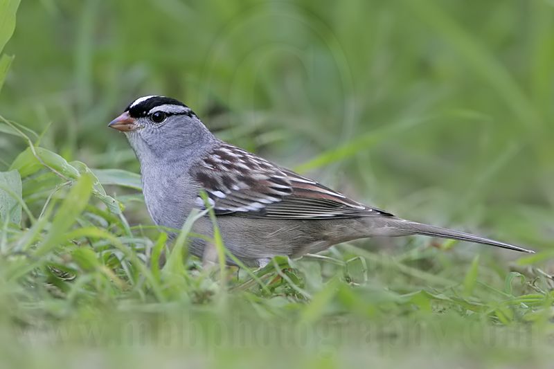 _MG_9218 White-crowned Sparrow.jpg