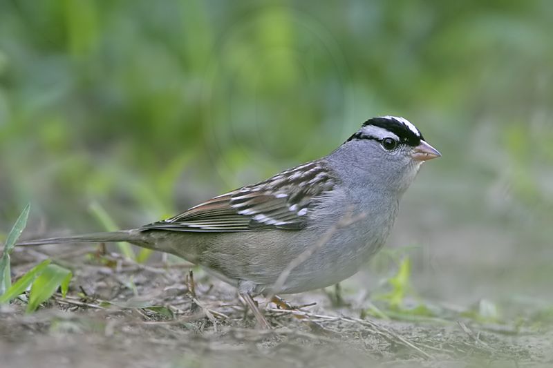 _MG_9404 White-crowned Sparrow.jpg