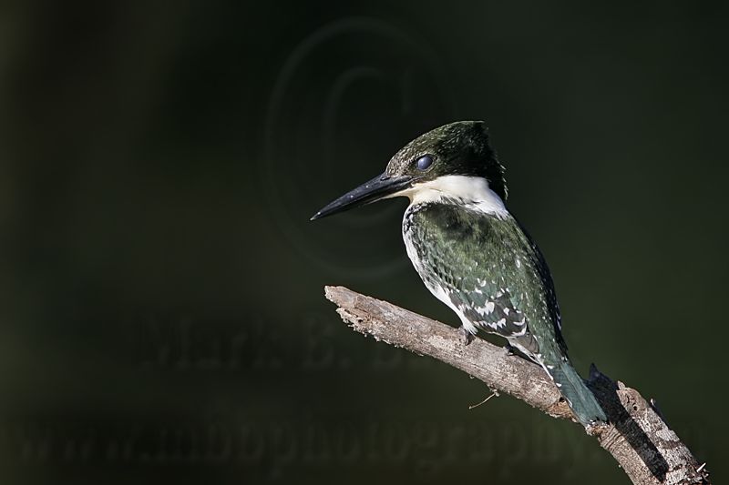 _MG_0127 Green Kingfisher.jpg