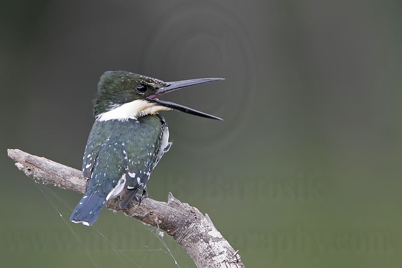 _MG_1164 Green Kingfisher.jpg
