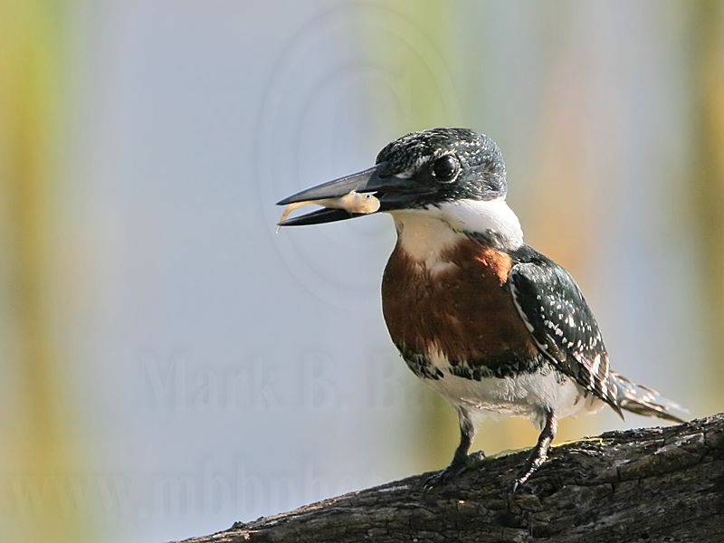 _MG_8913 Green Kingfisher.jpg